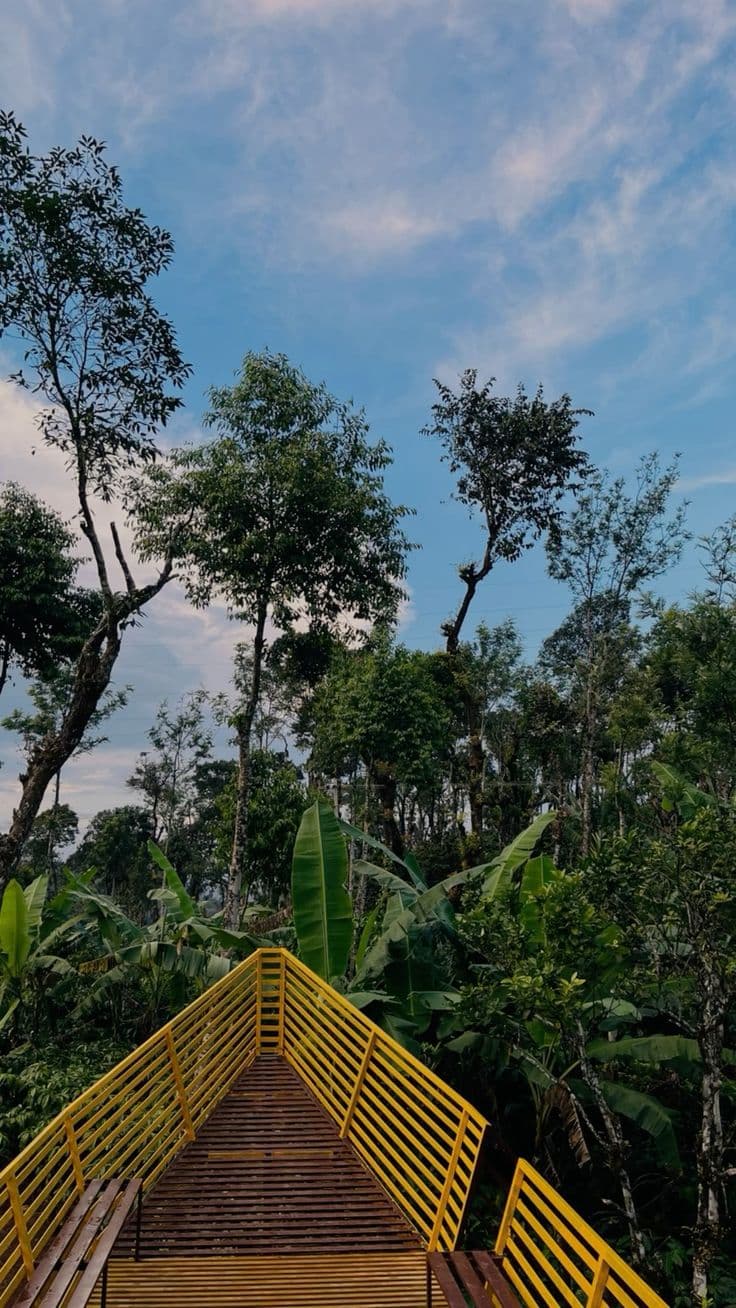 Coorg Coffee Plantations