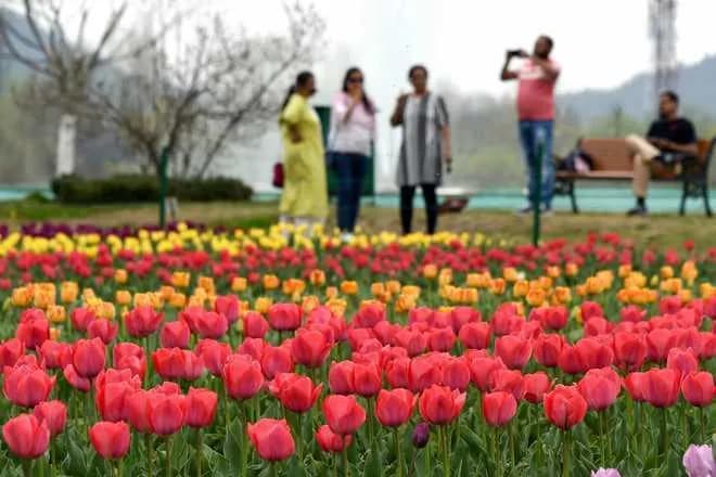 Kashmir Tulip Festival