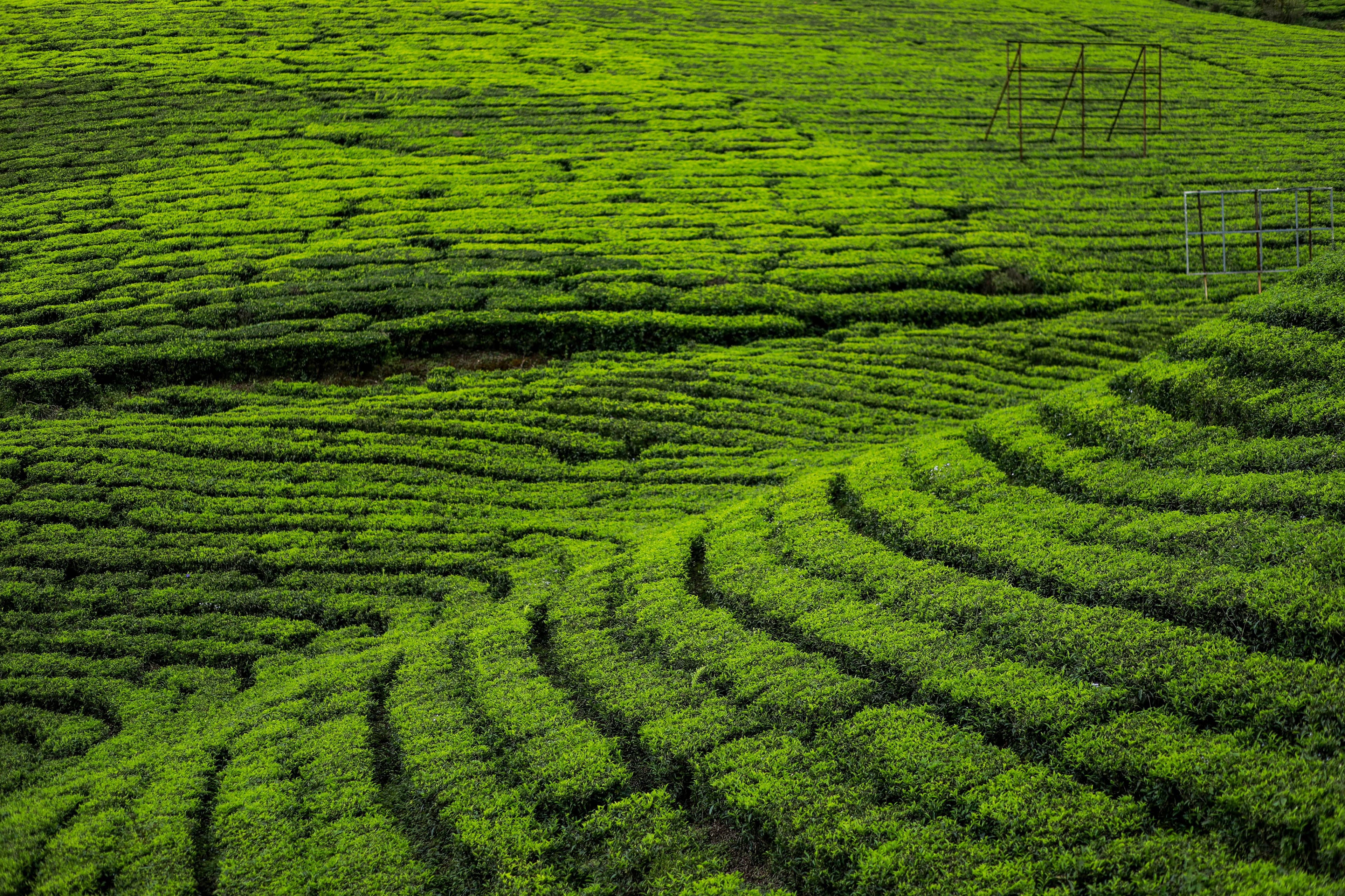 Kerala Delight: A Perfect Family Holiday